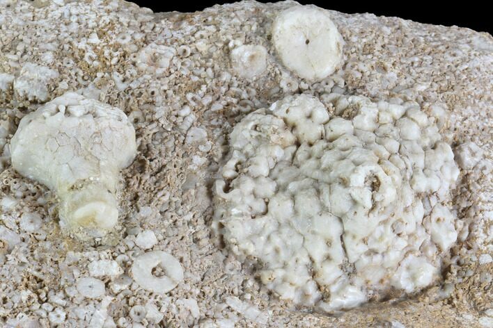 Fossil Crinoids (Uperocrinus & Physetocrinus) - Missouri #87315